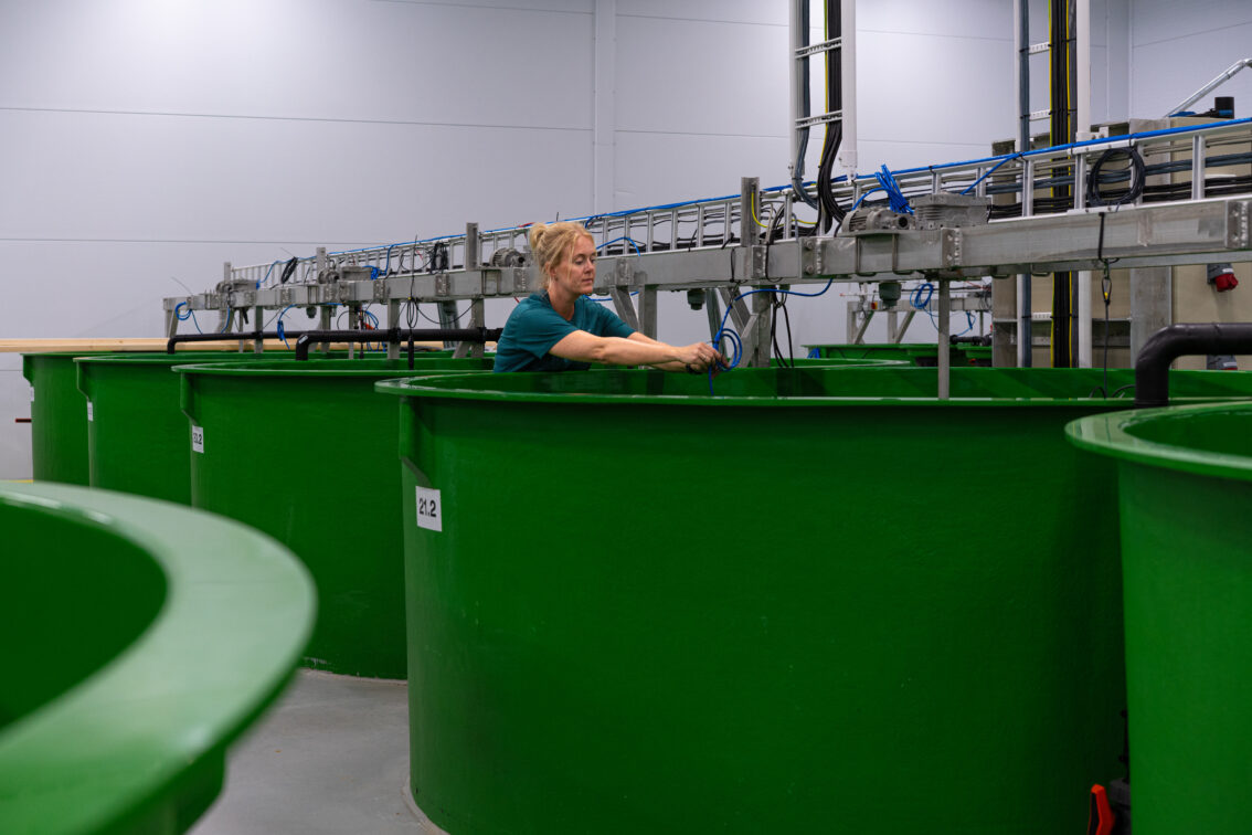 Ansatt jobber med fisketank