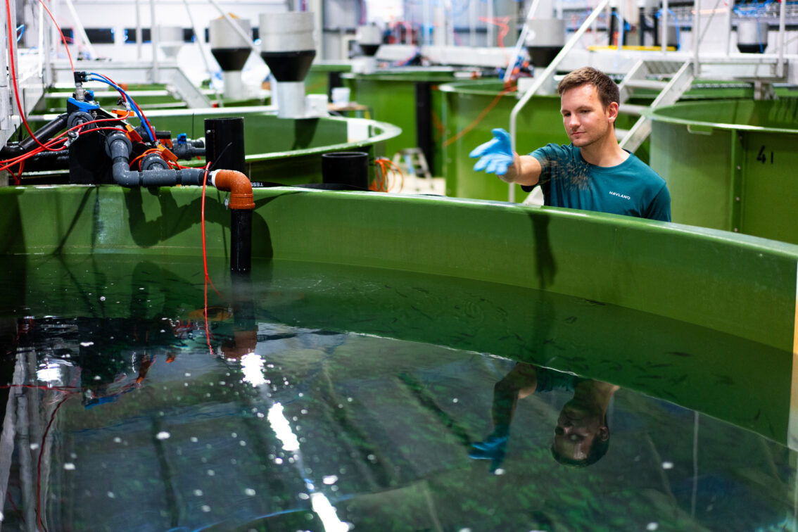 Arbeider som mater fisk